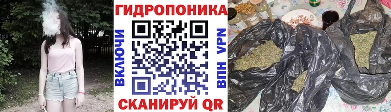 Бошки Шишки семена  Купить закладки  Железногорск-Илимский 